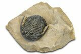 Curled Hollardops Trilobite - Foum Zguid, Morocco #372426-1